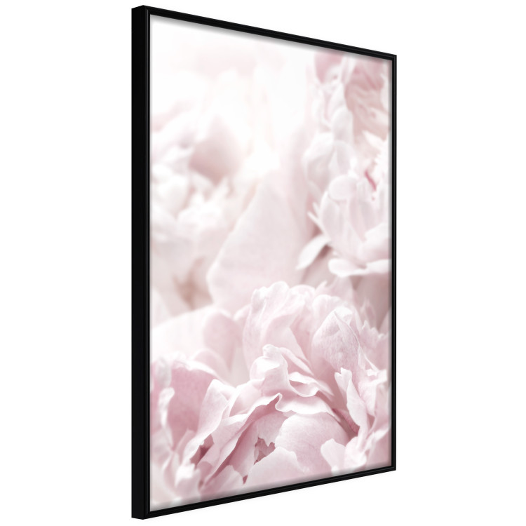 Wall Poster Fluffy peonies - botanical composition with flowers with pink petals 115010 additionalImage 10