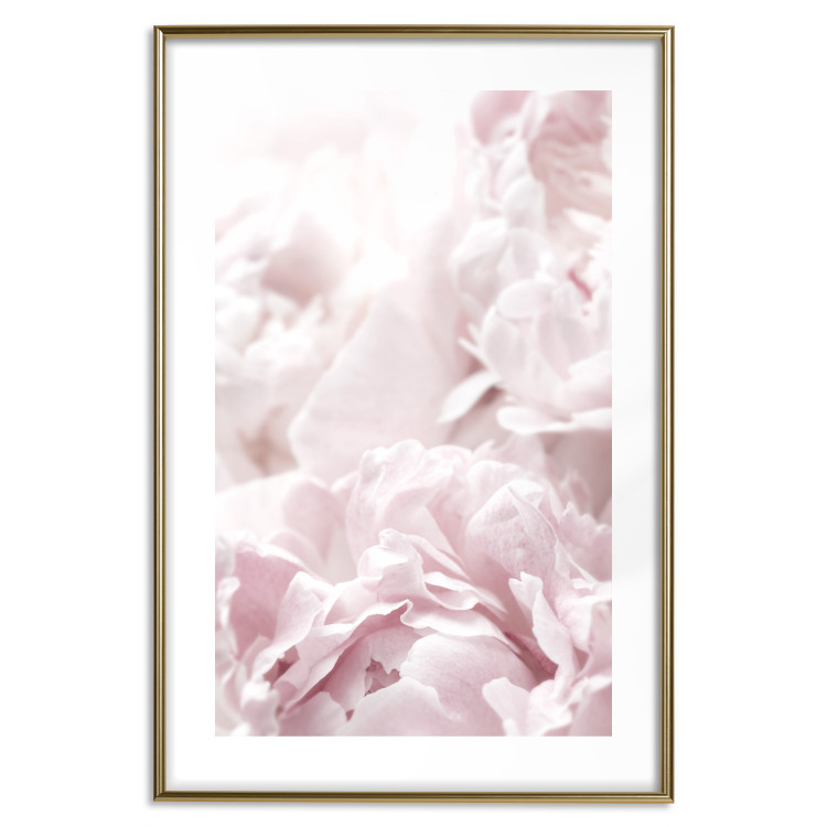 Wall Poster Fluffy peonies - botanical composition with flowers with pink petals 115010 additionalImage 16