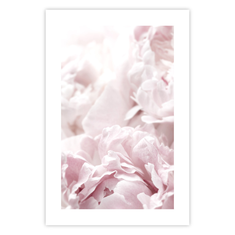 Wall Poster Fluffy peonies - botanical composition with flowers with pink petals 115010 additionalImage 18