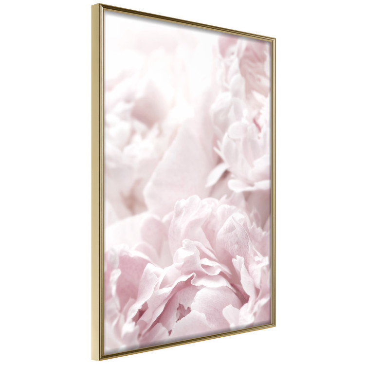 Wall Poster Fluffy peonies - botanical composition with flowers with pink petals 115010 additionalImage 12