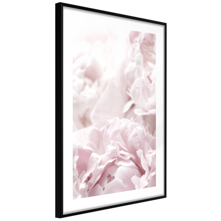 Wall Poster Fluffy peonies - botanical composition with flowers with pink petals 115010 additionalImage 11