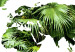 Wall Poster The World is a Jungle - text under a tropical world map on a white background 125410 additionalThumb 9
