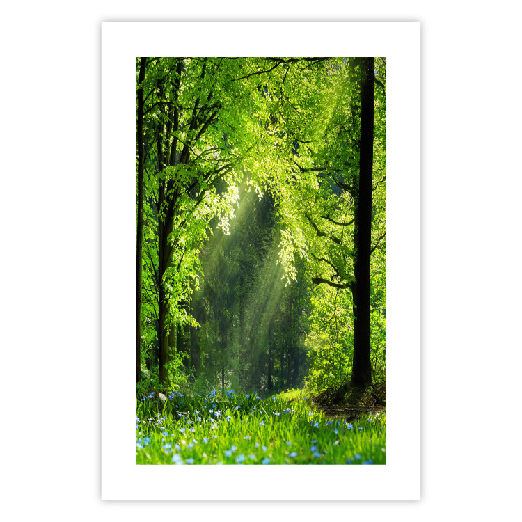 Poster Nature Rebirth - landscape of a green forest with sunbeams 126210 additionalImage 16