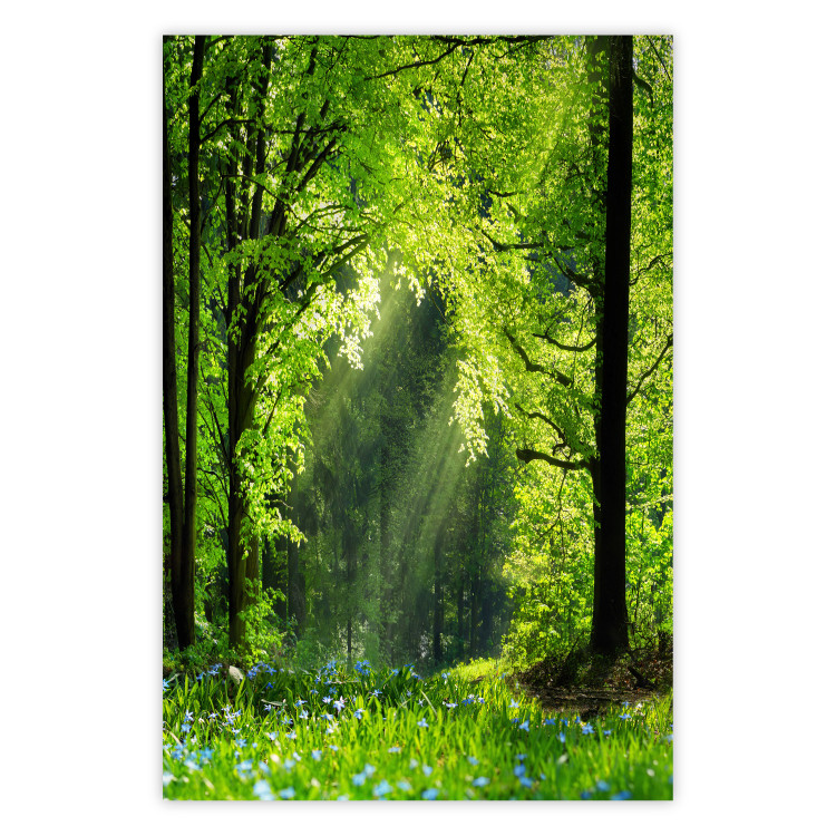 Poster Nature Rebirth - landscape of a green forest with sunbeams 126210
