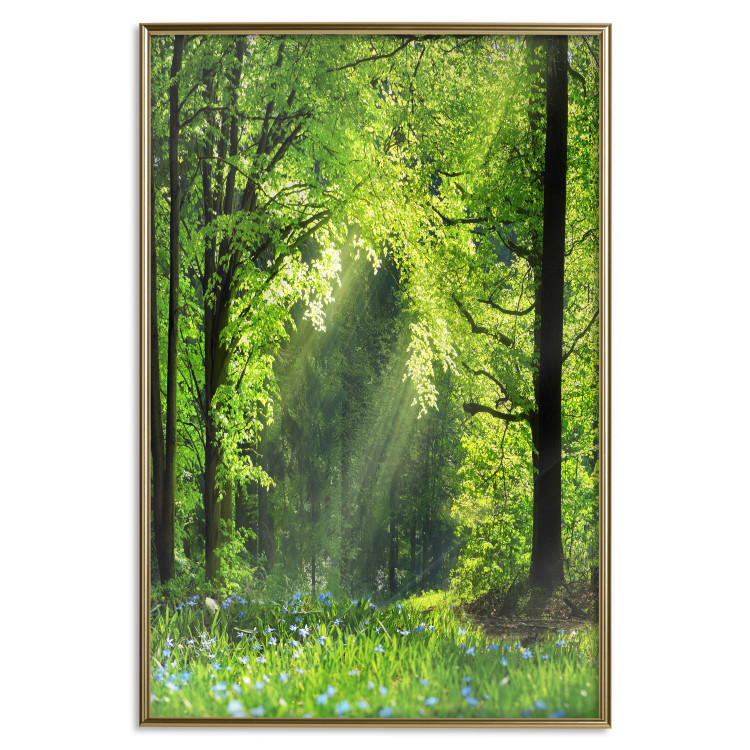 Poster Nature Rebirth - landscape of a green forest with sunbeams 126210 additionalImage 15