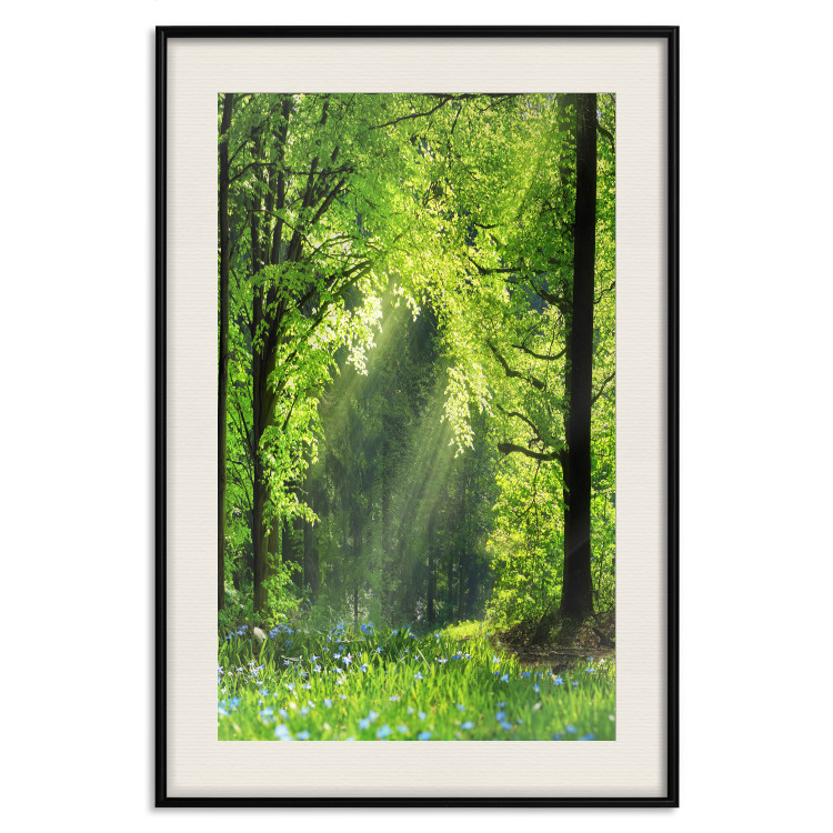 Poster Nature Rebirth - landscape of a green forest with sunbeams 126210 additionalImage 18