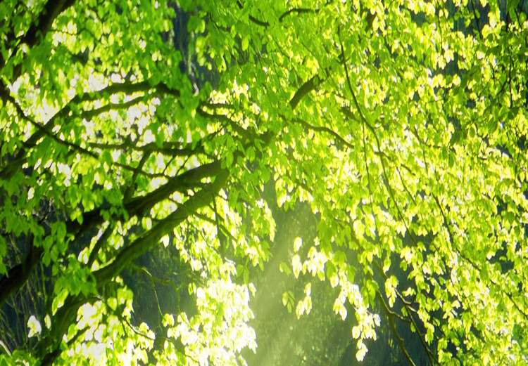 Poster Nature Rebirth - landscape of a green forest with sunbeams 126210 additionalImage 5