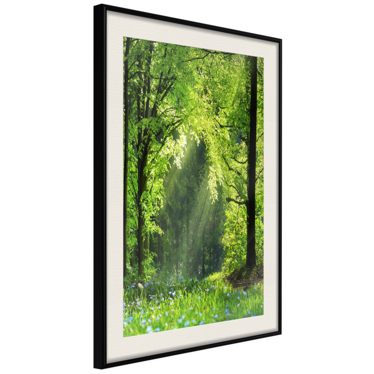 Poster Nature Rebirth - landscape of a green forest with sunbeams 126210 additionalImage 8