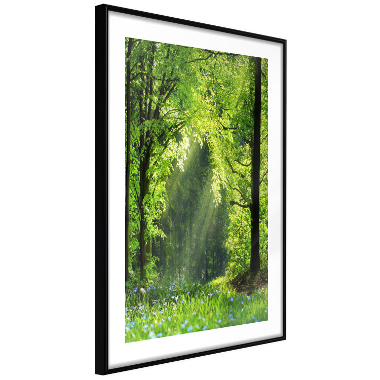 Poster Nature Rebirth - landscape of a green forest with sunbeams 126210 additionalImage 11