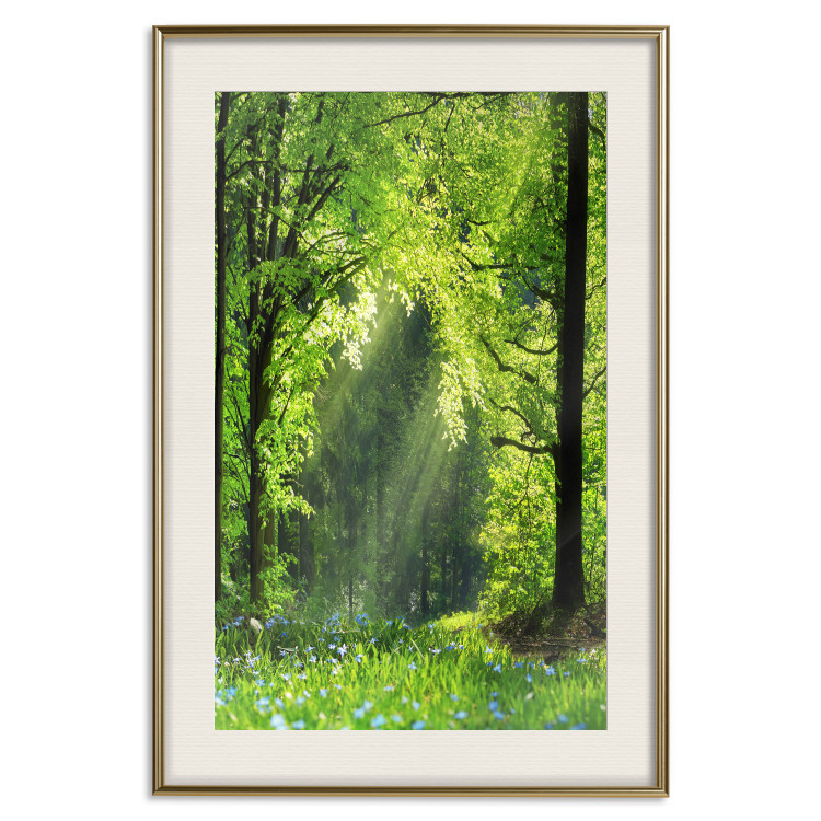 Poster Nature Rebirth - landscape of a green forest with sunbeams 126210 additionalImage 19