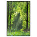 Poster Nature Rebirth - landscape of a green forest with sunbeams 126210 additionalThumb 4
