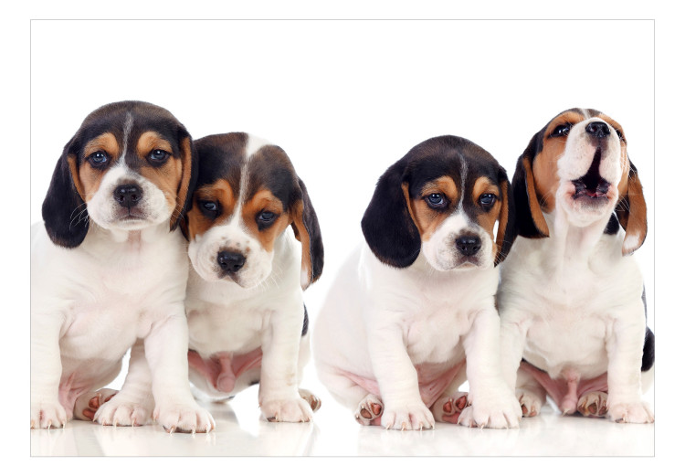Photo Wallpaper Beagle puppies - photo of four, small dogs on a white background 129010 additionalImage 1