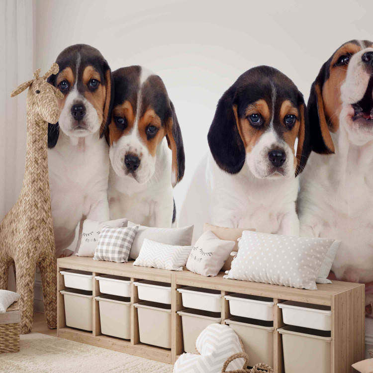 Photo Wallpaper Beagle puppies - photo of four, small dogs on a white background 129010 additionalImage 5