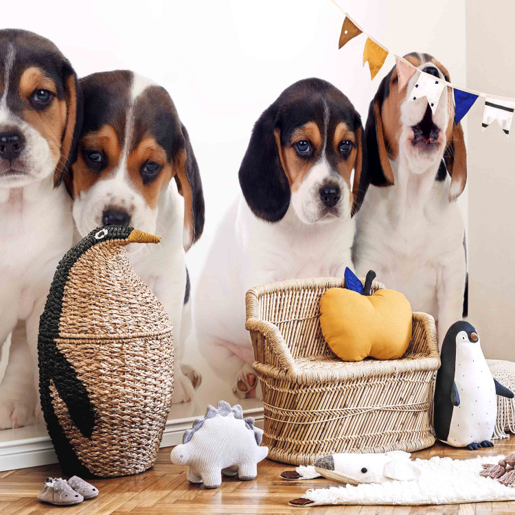 Photo Wallpaper Beagle puppies - photo of four, small dogs on a white background 129010 additionalImage 4