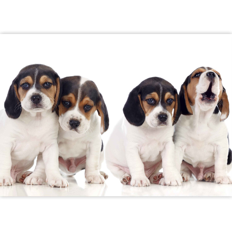 Photo Wallpaper Beagle puppies - photo of four, small dogs on a white background 129010 additionalImage 3