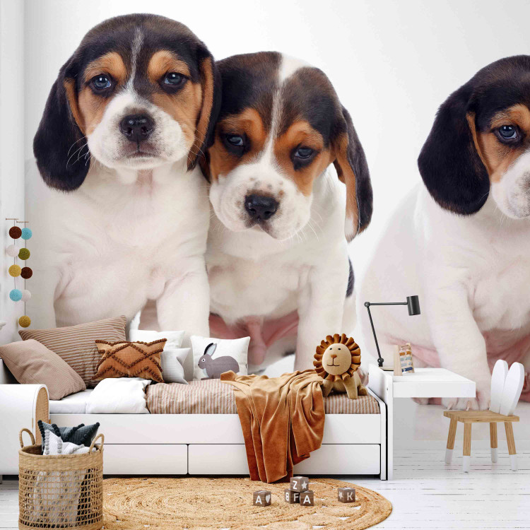 Photo Wallpaper Beagle puppies - photo of four, small dogs on a white background 129010 additionalImage 6