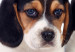 Photo Wallpaper Beagle puppies - photo of four, small dogs on a white background 129010 additionalThumb 8