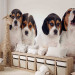 Photo Wallpaper Beagle puppies - photo of four, small dogs on a white background 129010 additionalThumb 5