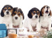 Photo Wallpaper Beagle puppies - photo of four, small dogs on a white background 129010