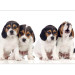 Photo Wallpaper Beagle puppies - photo of four, small dogs on a white background 129010 additionalThumb 3