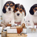 Photo Wallpaper Beagle puppies - photo of four, small dogs on a white background 129010 additionalThumb 6