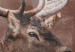 Poster Deer - warm-colored composition with a horned animal against a forest background 137010 additionalThumb 3