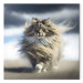 Canvas Print AI Maine Coon Cat - Strutting Animal With Flowing Hair - Square 150110