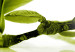 Canvas Crystal magnolias 58710 additionalThumb 4