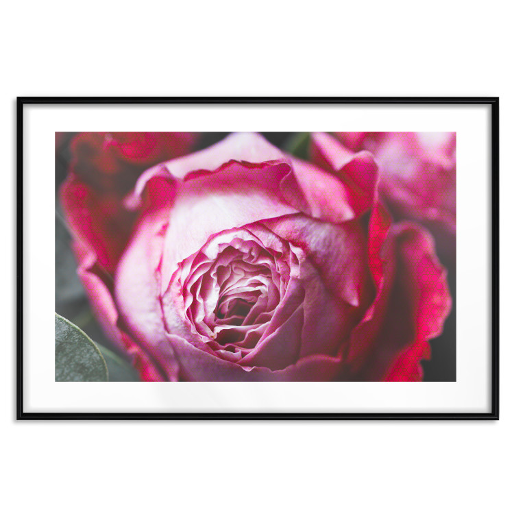 Poster Rose Geometry - composition with intense-colored rose petals 117220 additionalImage 15