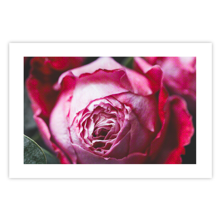 Poster Rose Geometry - composition with intense-colored rose petals 117220 additionalImage 19