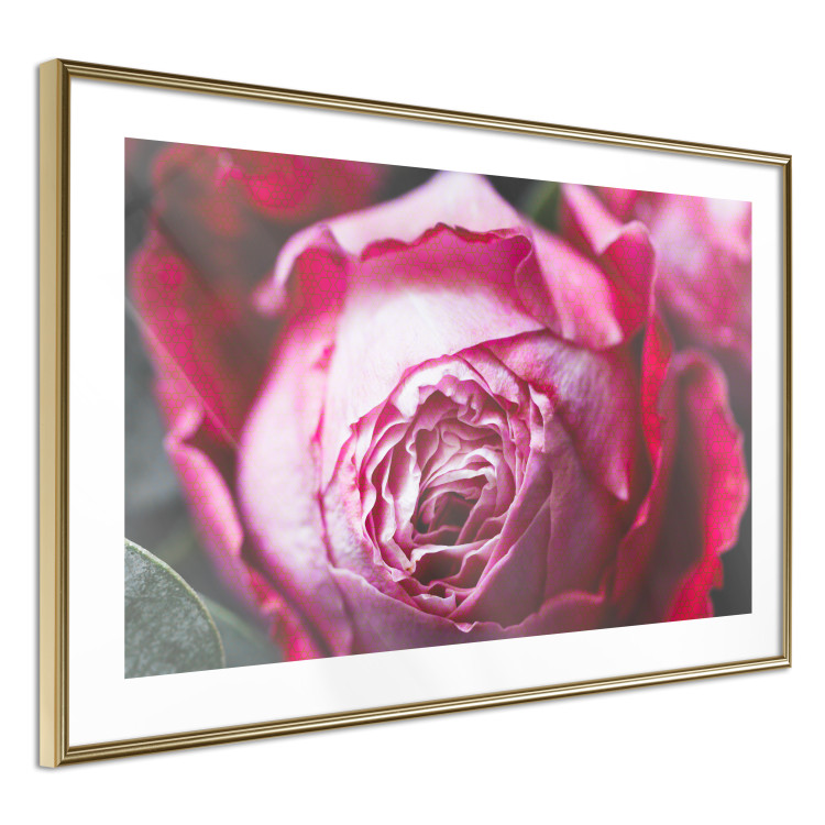 Poster Rose Geometry - composition with intense-colored rose petals 117220 additionalImage 6