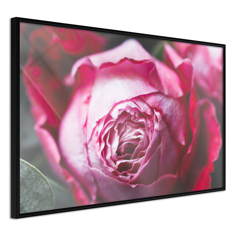 Poster Rose Geometry - composition with intense-colored rose petals 117220 additionalImage 10