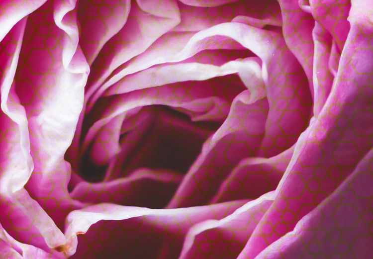 Poster Rose Geometry - composition with intense-colored rose petals 117220 additionalImage 9