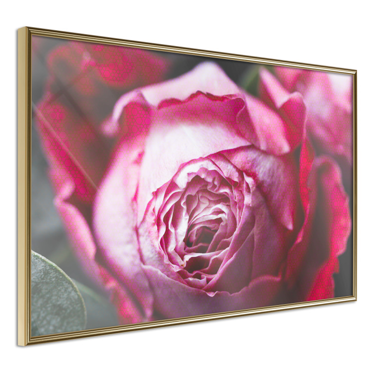 Poster Rose Geometry - composition with intense-colored rose petals 117220 additionalImage 12