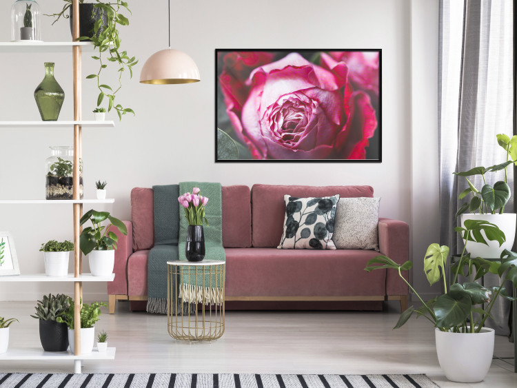 Poster Rose Geometry - composition with intense-colored rose petals 117220 additionalImage 3