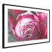 Poster Rose Geometry - composition with intense-colored rose petals 117220 additionalThumb 11