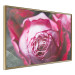 Poster Rose Geometry - composition with intense-colored rose petals 117220 additionalThumb 12