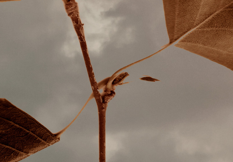 Wall Poster September - plant with brown leaves against sky and clouds in sepia 123620 additionalImage 8