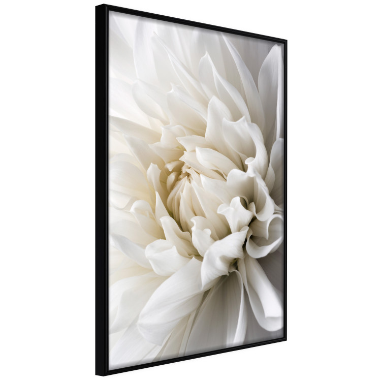 Wall Poster White Dahlia - velvety white flower of the plant with a romantic character 125720 additionalImage 10