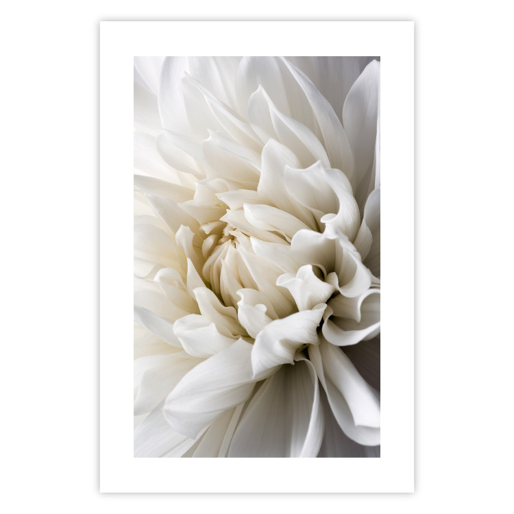 Wall Poster White Dahlia - velvety white flower of the plant with a romantic character 125720 additionalImage 19