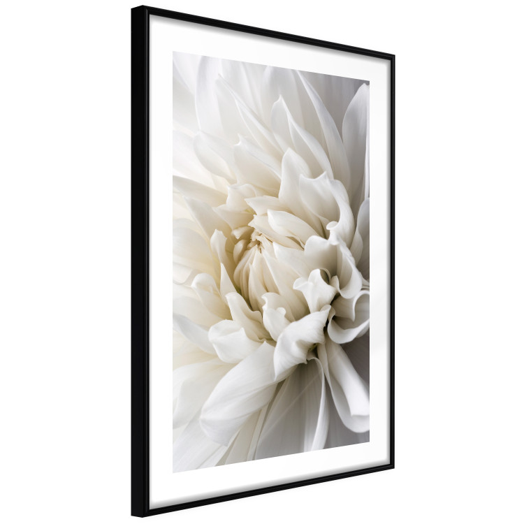 Wall Poster White Dahlia - velvety white flower of the plant with a romantic character 125720 additionalImage 11