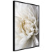 Wall Poster White Dahlia - velvety white flower of the plant with a romantic character 125720 additionalThumb 10