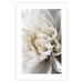 Wall Poster White Dahlia - velvety white flower of the plant with a romantic character 125720 additionalThumb 19