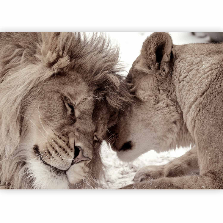 Wall Mural Lion Tenderness (Sepia) 126820 additionalImage 5
