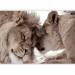 Wall Mural Lion Tenderness (Sepia) 126820 additionalThumb 5