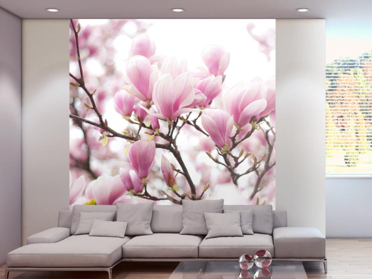 Photo Wallpaper Branch of Blooming Magnolia - Magnolia Tree with a Close-up of Flowers 60420