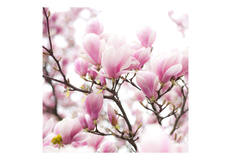 Photo Wallpaper Branch of Blooming Magnolia - Magnolia Tree with a Close-up of Flowers 60420 additionalImage 1