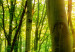 Canvas Print Forest Tale (5-part) - sunlight glow among green treetops 94220 additionalThumb 5