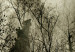 Wall Mural Predator from the mountains - wolf among forest trees in the mountains in grey 108230 additionalThumb 4