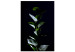Canvas Print In the garden at night - photo of leaves on a black background 121630